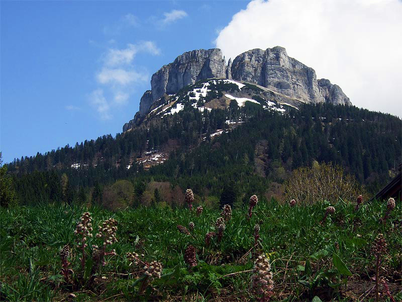 Lozeris papėdėj