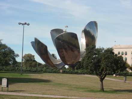 Floralis generica