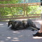 P4163202_ostronos_nasua_nasua_coati