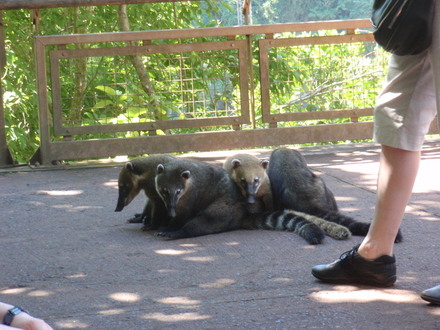 Ostronos (Nasua nasua) coati