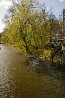 Amsterdamas