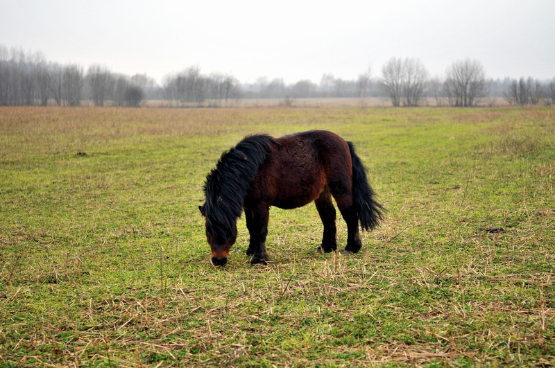 Žaismingasis poniukas Dakaras - visų draugas