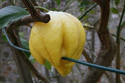 Plėšrioji citrina