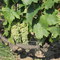 Dscn8355_furmint_vynuoges