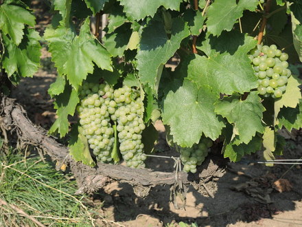 furmint vynuoges